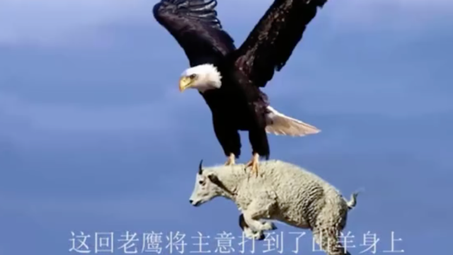 开云体育-Ning意外战胜老鹰，战术调整引爆全场！的简单介绍-开云体育